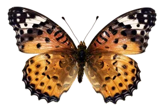 蝴蝶 彩蝶 花蝴蝶 动物 昆虫 免抠