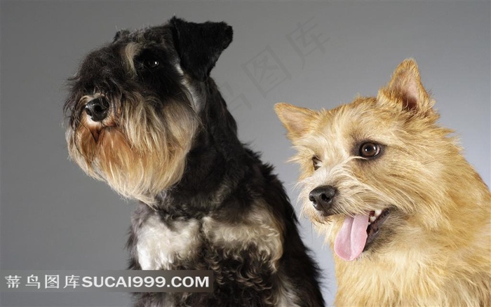 两只可爱的小狗摄影素材