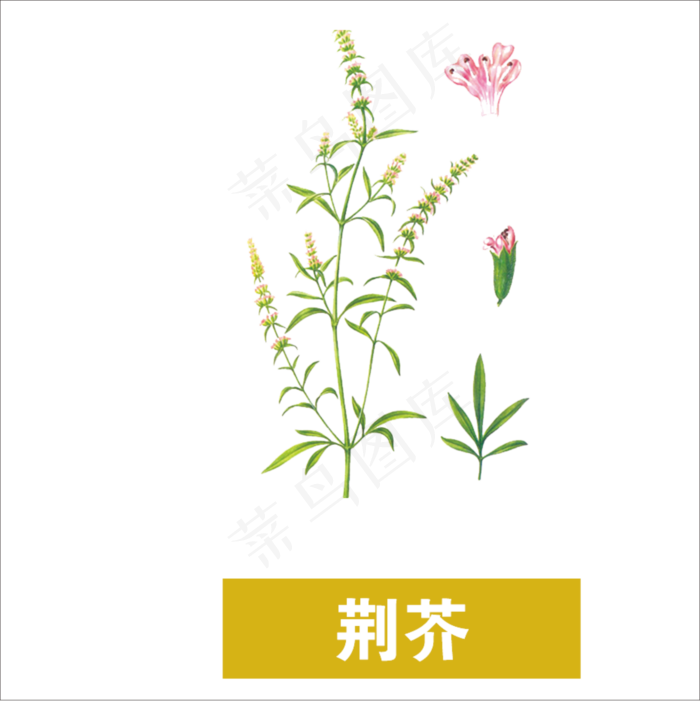 手绘草本中药药材荆芥