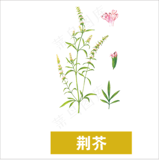 手绘草本中药药材荆芥