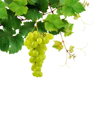 免抠绿叶葡萄免抠素材