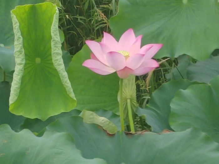 红色单调荷花照