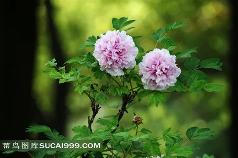 清新粉色牡丹花图片