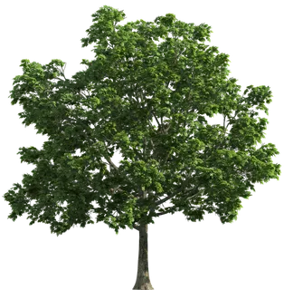 树实拍免扣素材PNG