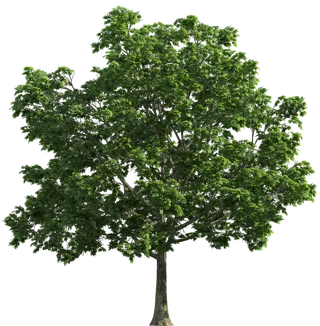 树实拍免扣素材PNG