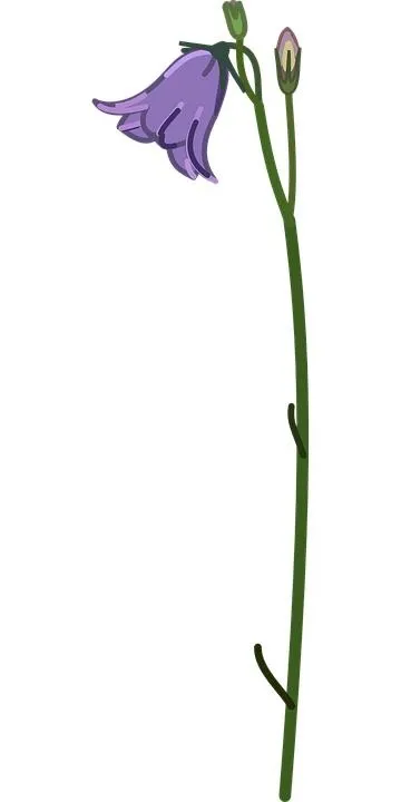 风铃草 PNG免抠(360x720)