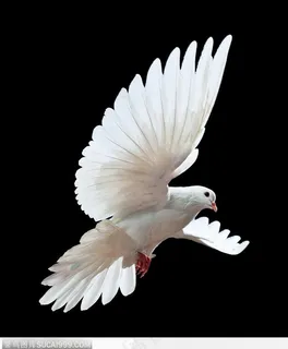 高清飞翔的和平鸽 鸽子 高清飞翔的和平鸽 鸽子