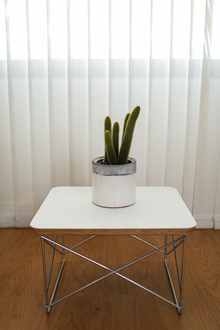 绿色仙人掌仙人球摄影素材