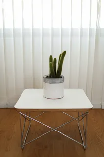 绿色仙人掌仙人球摄影素材