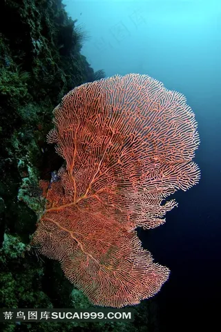 美丽海底珊瑚写真图