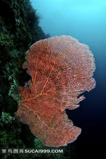 美丽海底珊瑚写真图 美丽海底珊瑚写真图