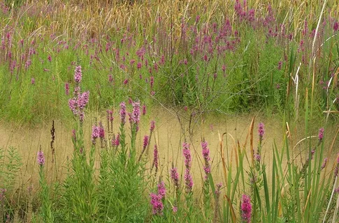 草丛中的粉色野花