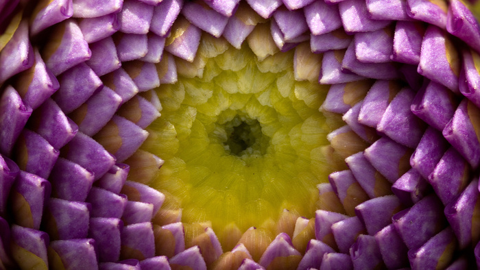 花开时间 