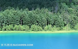 绿林前的蓝色海水