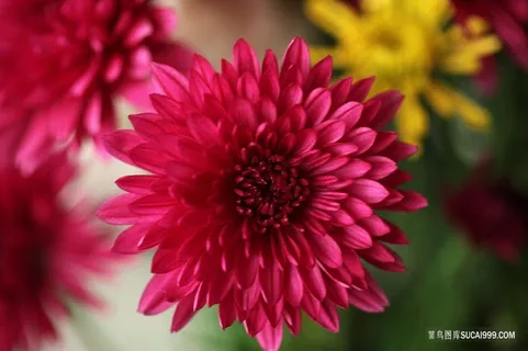 深红色高清大丽花图片素材 深红色高清大丽花图片素材