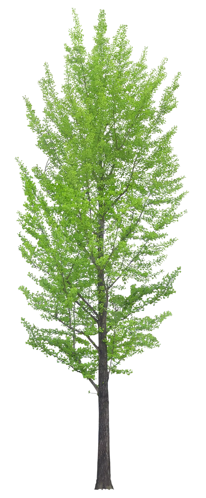 植物类免抠图素材