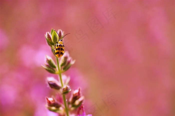 唯美鲜花高清图片素材
