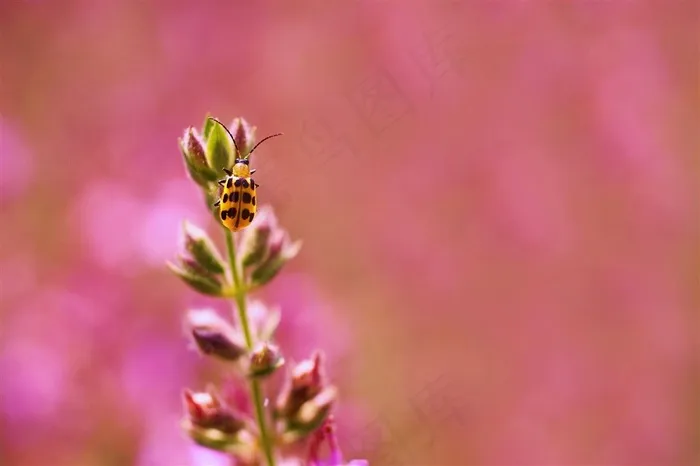 唯美鲜花高清图片素材