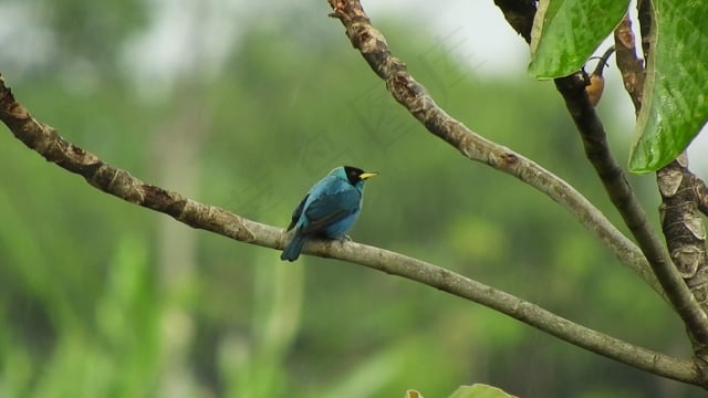 鸟, 自然, 动物群, 哥伦比亚