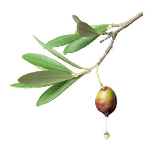 树木树枝树叶免扣素材