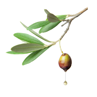 树木树枝树叶免扣素材