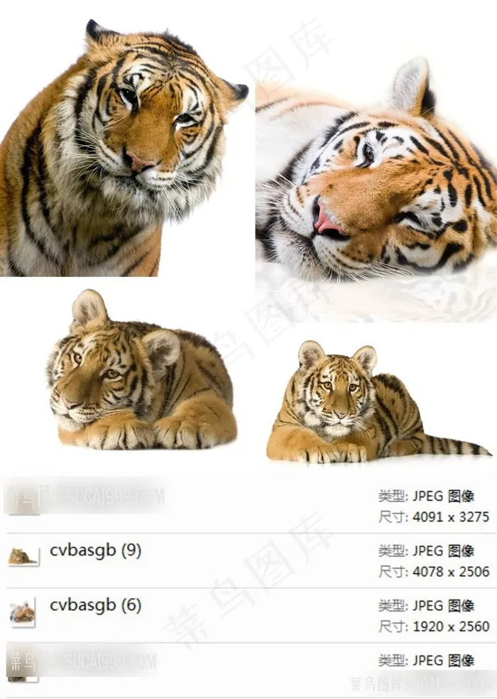 高清老虎图片素材