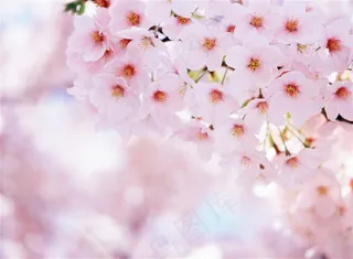 高清唯美樱花鲜花图片