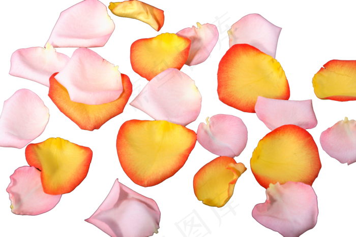 花瓣花朵免扣图片  