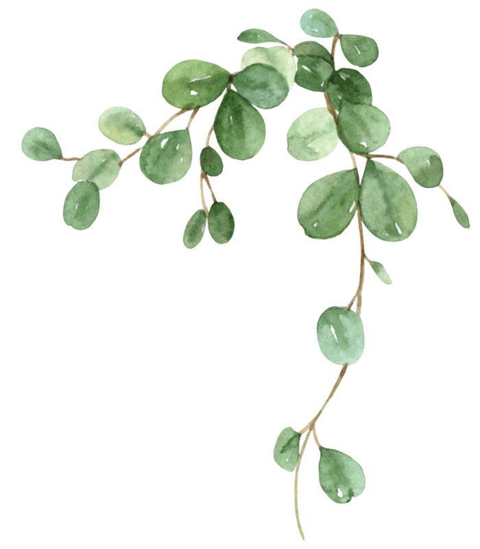 盆栽花草植物免扣植物水彩插画设计素材