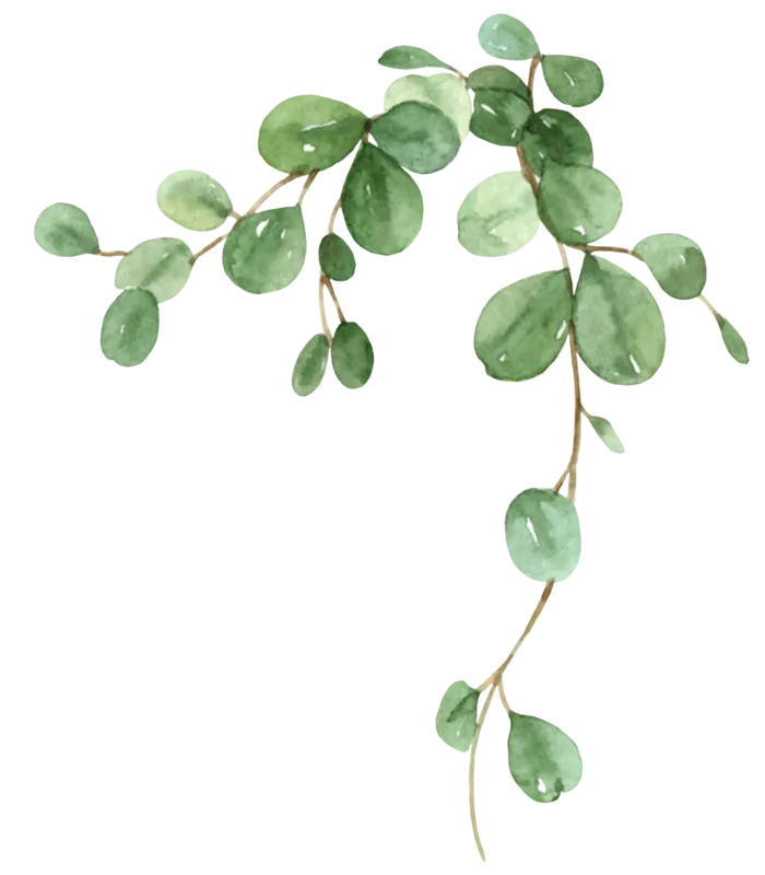 盆栽花草植物免扣植物水彩插画设计素材