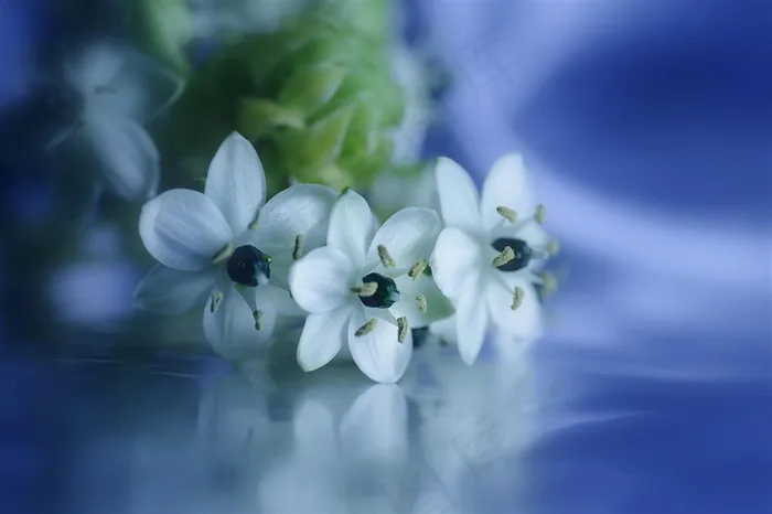 唯美白色樱花特写鲜花图片