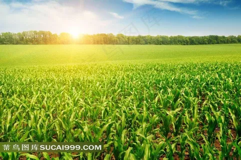 唯美玉米田风光图片 唯美玉米田风光图片