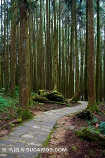 阿里山森林小道摄影
