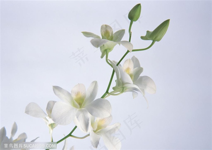 白色典雅兰花高清壁纸