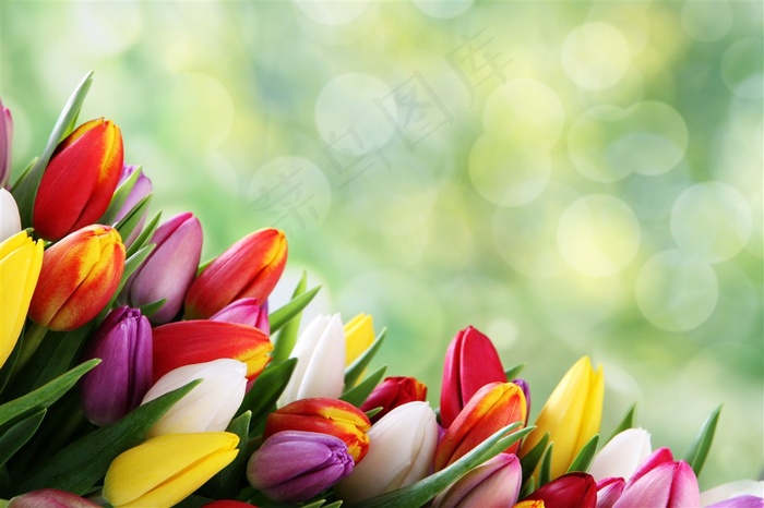 唯美郁金香鲜花图片