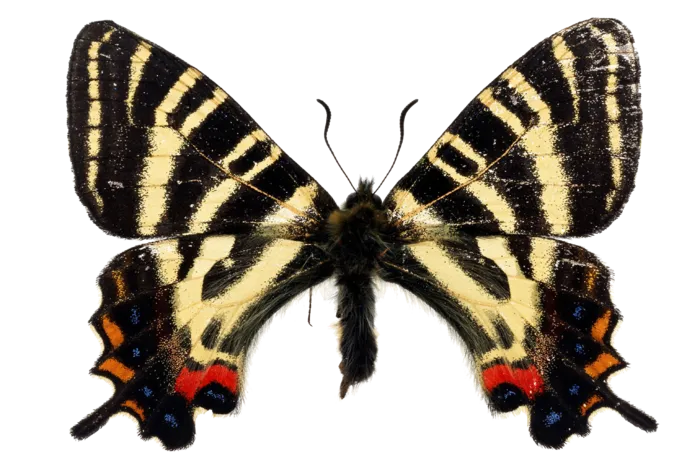 蝴蝶 彩蝶 花蝴蝶 动物 昆虫 免抠