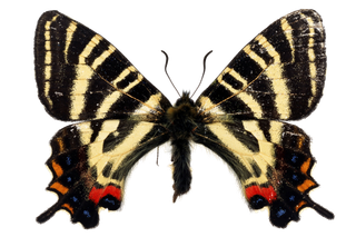 蝴蝶 彩蝶 花蝴蝶 动物 昆虫 免抠