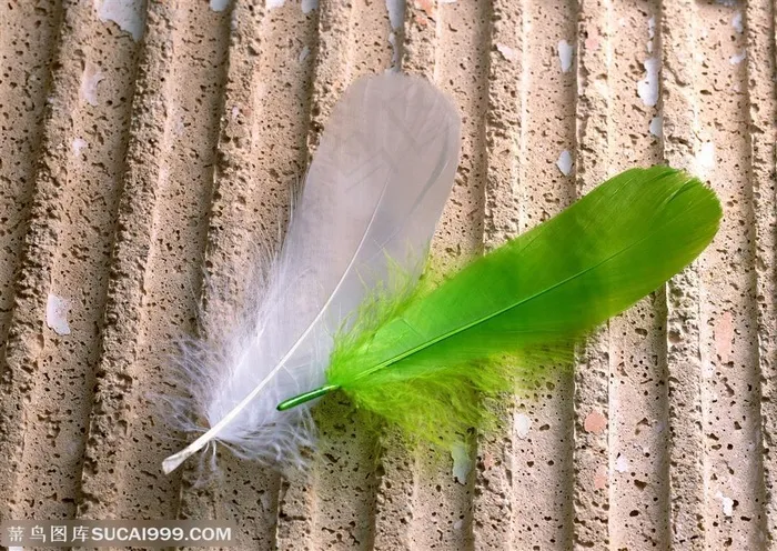 羽毛-一根白色和绿色羽毛摆放在一起