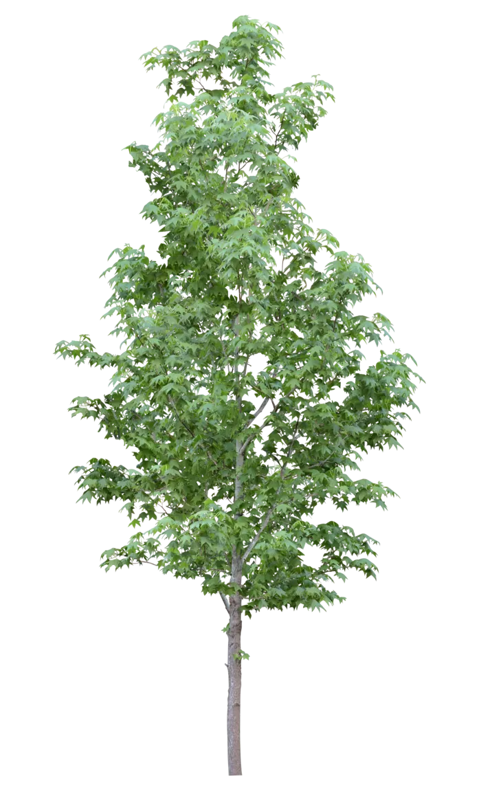 高清树木素材 免抠PSD植物素材 美术绘画园林贴图 树草灌木花草