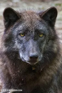 高清凶猛的黑狼图片 高清凶猛的黑狼图片