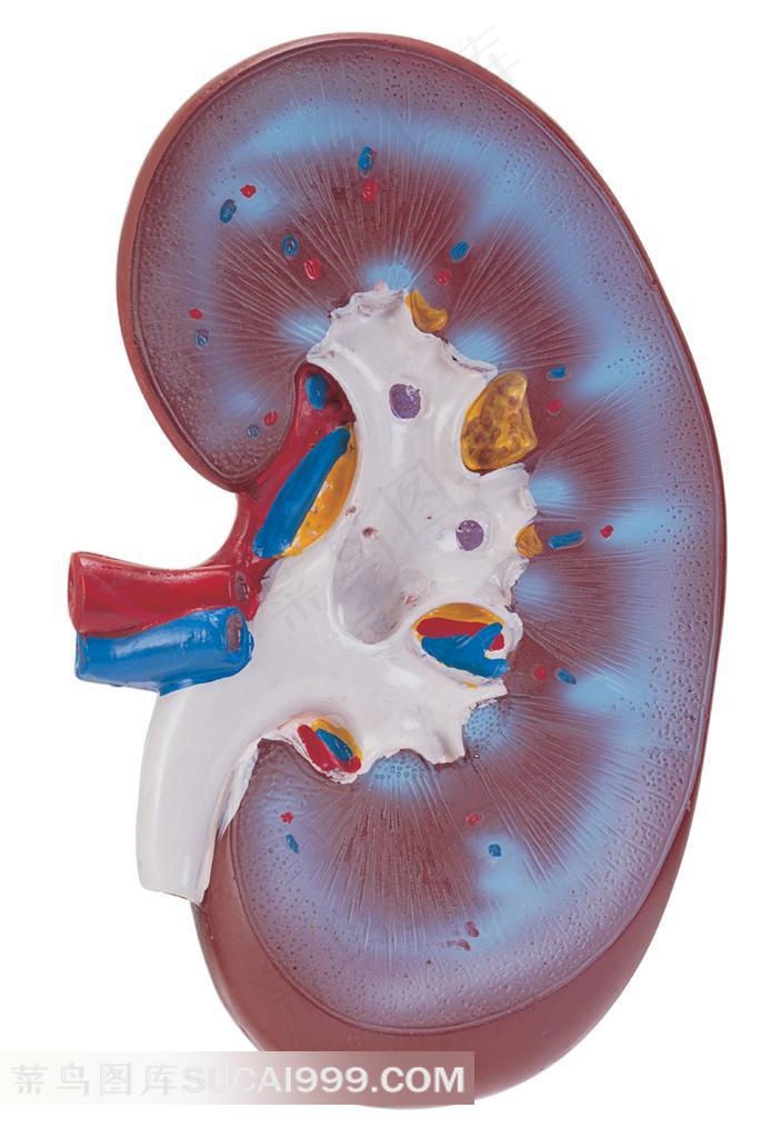 人体器官模型-切开的肾模型