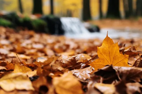 秋天落叶黄叶水河流摄影图