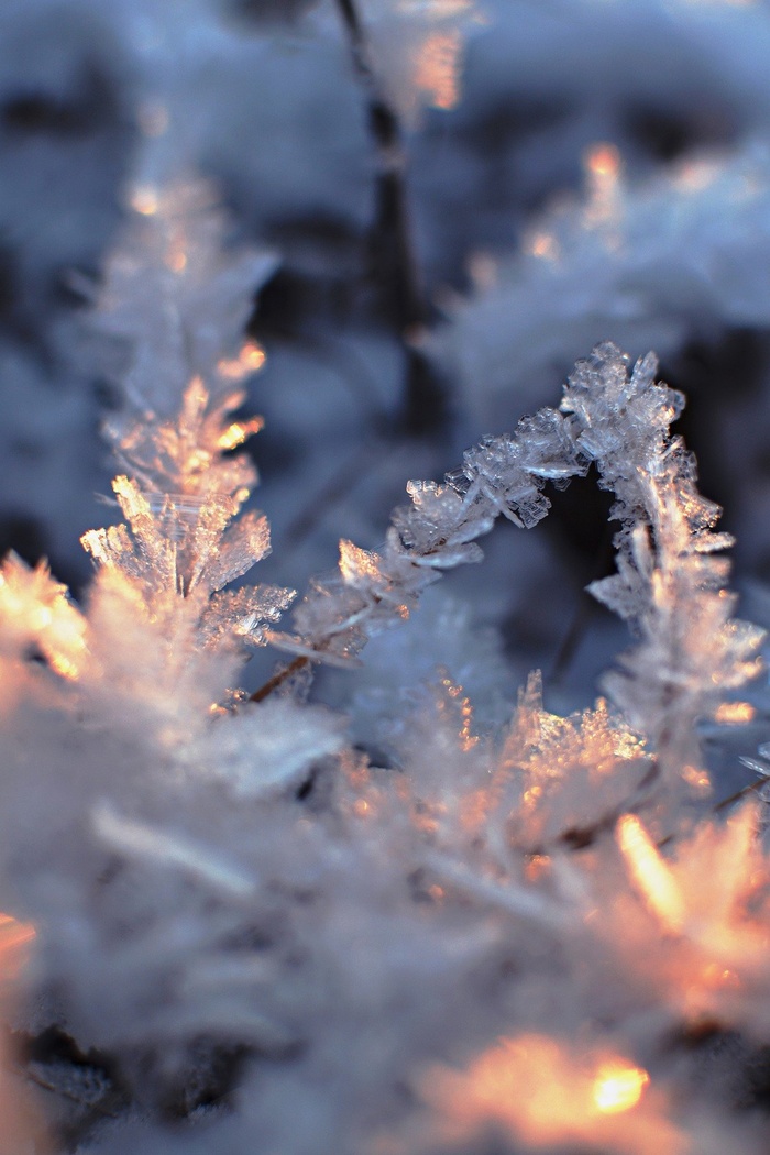 雪 冬天 雪花 寒冷的 冰 霜 下雪的 自然