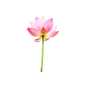 开放大红荷花，透明素材