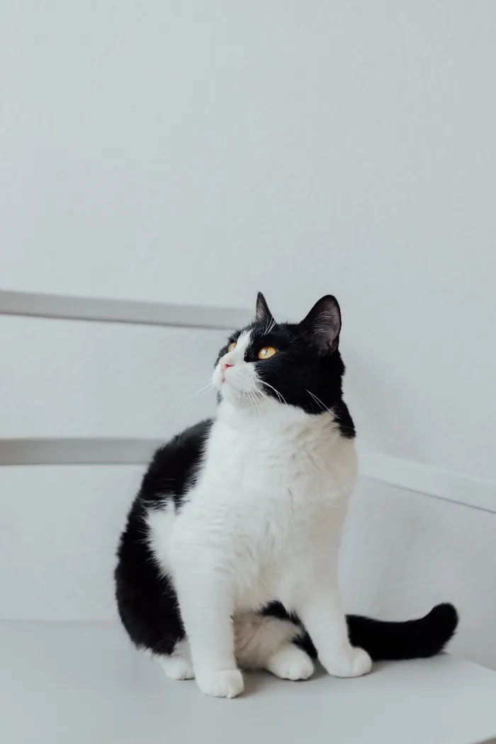 可爱猫咪猫猫摄影素材