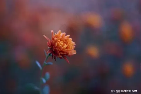 唯美特写鲜花图片