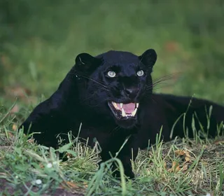 趴在草地上的黑豹