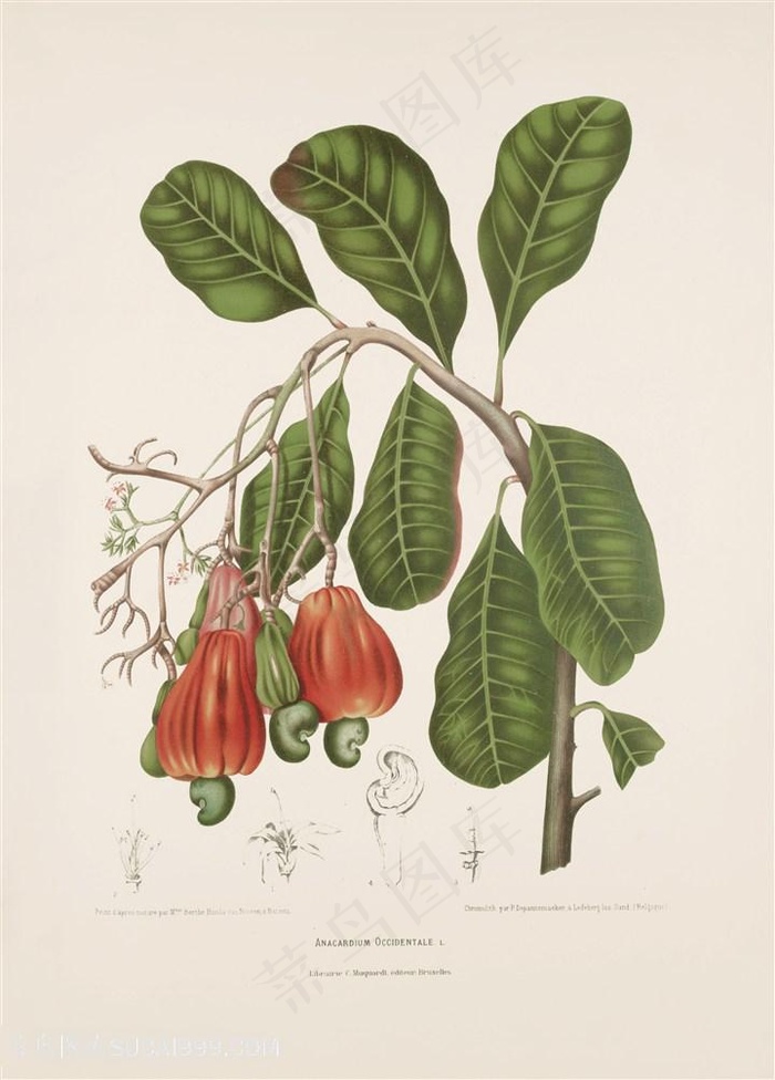 古图书植物果实树叶树枝插画