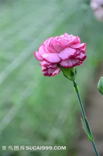 美丽的粉色康乃馨图片