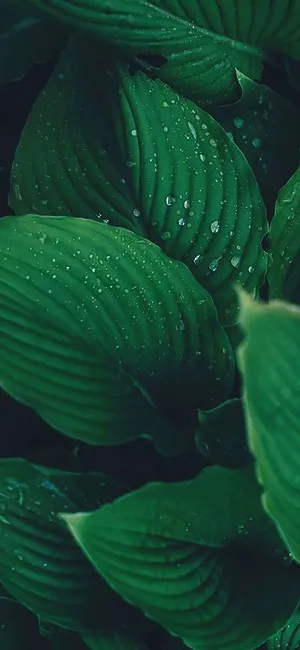 雨水海报背景